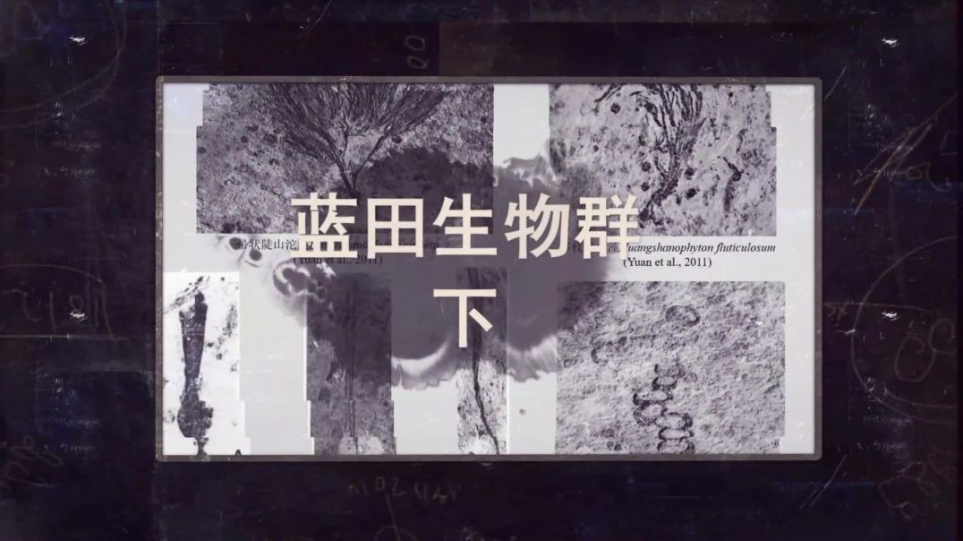 安徽休宁蓝田生物群 下集